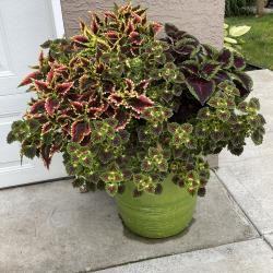 Marie Gray