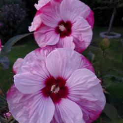 Wendy Barr