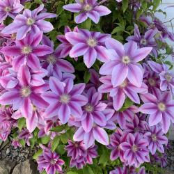 Carol Liggitt