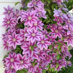 Carol Liggitt