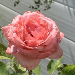 Barb Proulx