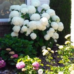 Ron Botterill 