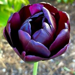 Donna Schimm