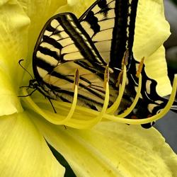 Donna Schimm