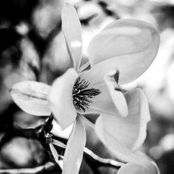 Darryl Andrews