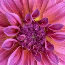 Darlene Waddell