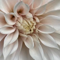 Darlene Waddell