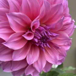 Darlene Waddell