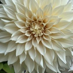Darlene Waddell