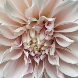 Darlene Waddell