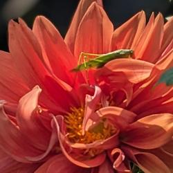 Carol Zuckerman