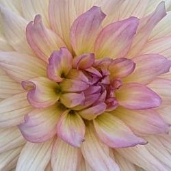Carol Zuckerman