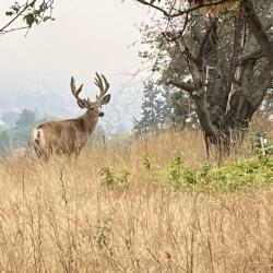 Elinor