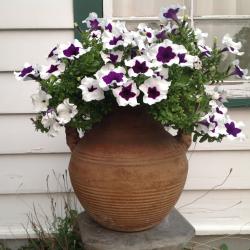 Colleen DeGraff