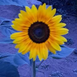 Sharon Mcivor 