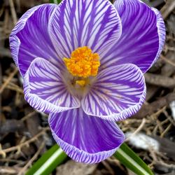 Donna Schimm