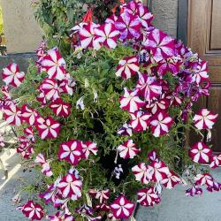 Donna Schimm
