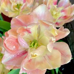 Donna Schimm