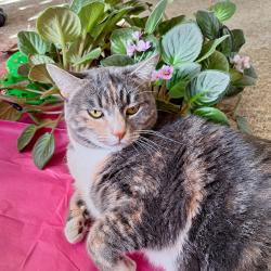 Erica