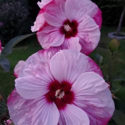 Wendy Barr