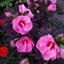 Wendy Barr