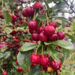 Didi Ledohowski
