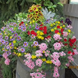 Dianne L Leduc
