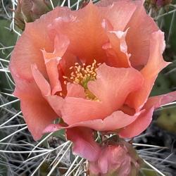 Donna Schimm