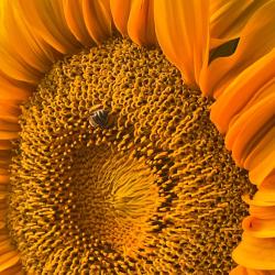 Donna Schimm