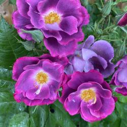 Theressa Orlaw