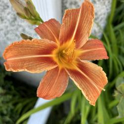 Norma J