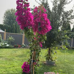 Tajinder Dhillon