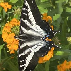 Karen Goebel