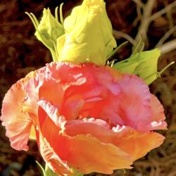 Lynda Brown
