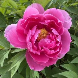 Joyce Lussier