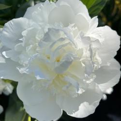 Gertrude Welder
