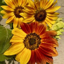 Donna Schimm