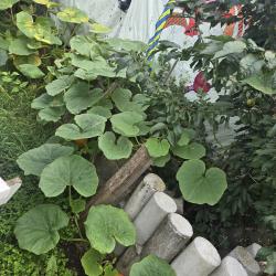 Melvin Adams
