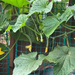 Terry