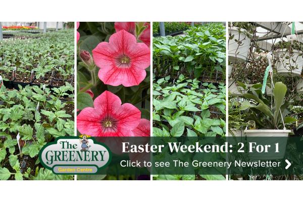 Happy Easter! 2 For 1 Tropical HBs, Petunias, Tomatoes & Peppers