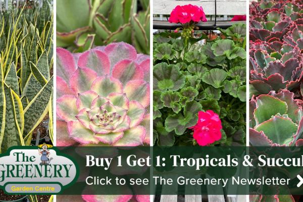 Indoor Tropicals & Succulent Sale!