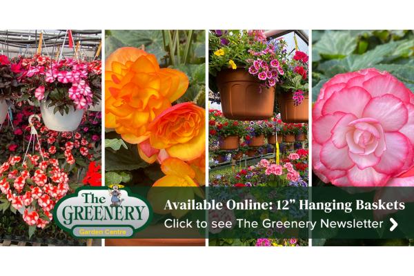Hanging Baskets Available Online Tomorrow