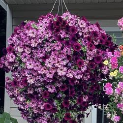 Best Flowering Hanging Basket