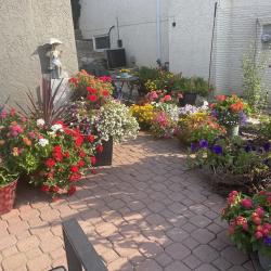 Best Annual Flower Bed