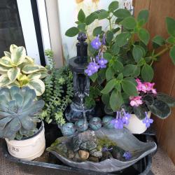 Best Succulent & Cactus Planter/Hanging Basket