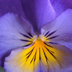 Best Flower Close-up