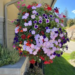 Best Flowering Hanging Basket
