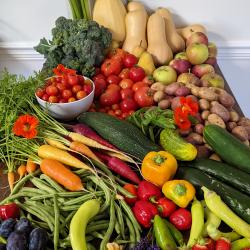 Best Fruit & Vegetable Harvest