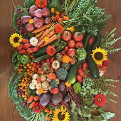 Best Fruit & Vegetable Harvest