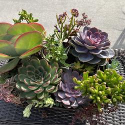 Best Succulent & Cactus Planter/Hanging Basket
